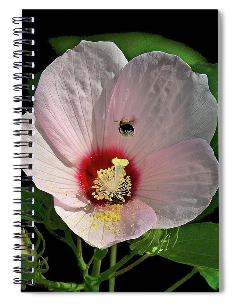 Nature Spiral Notebook featuring the photograph Crimson-eyed Rosemallow with Bumblebee DSMF0149 by Gerry Gantt