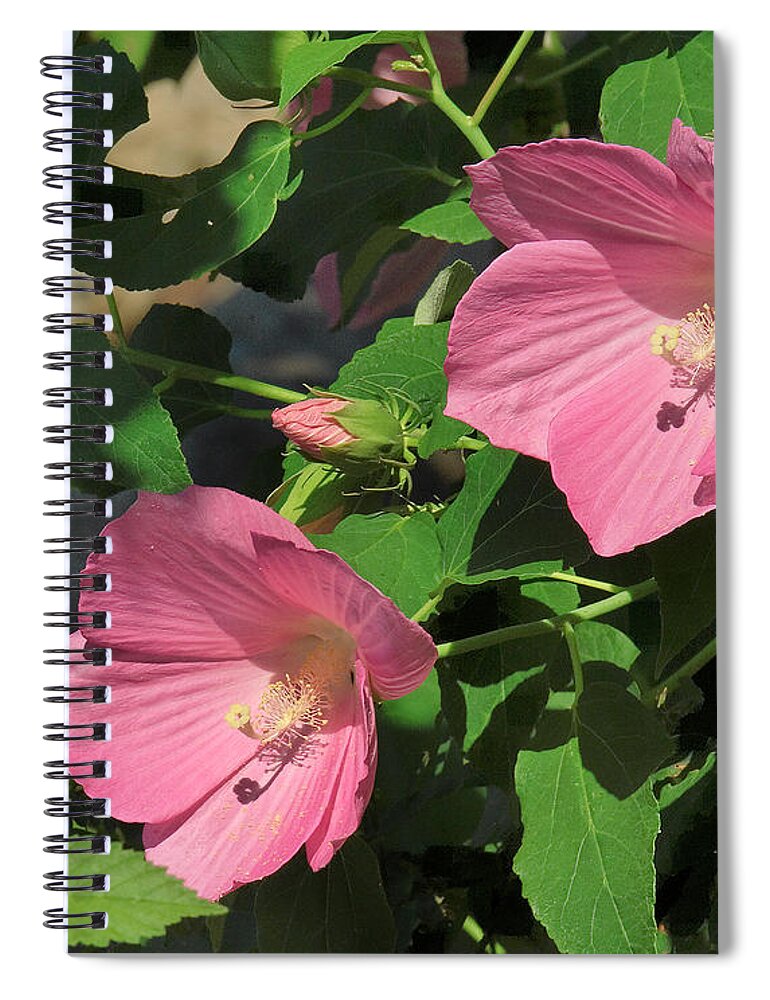 Nature Spiral Notebook featuring the photograph Crimson-eyed Rosemallows DSMF0110 by Gerry Gantt