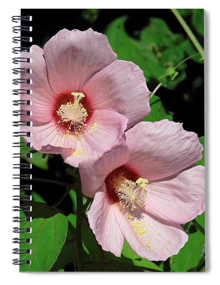 Nature Spiral Notebook featuring the photograph Crimson-eyed Rosemallows DSMF0114 by Gerry Gantt