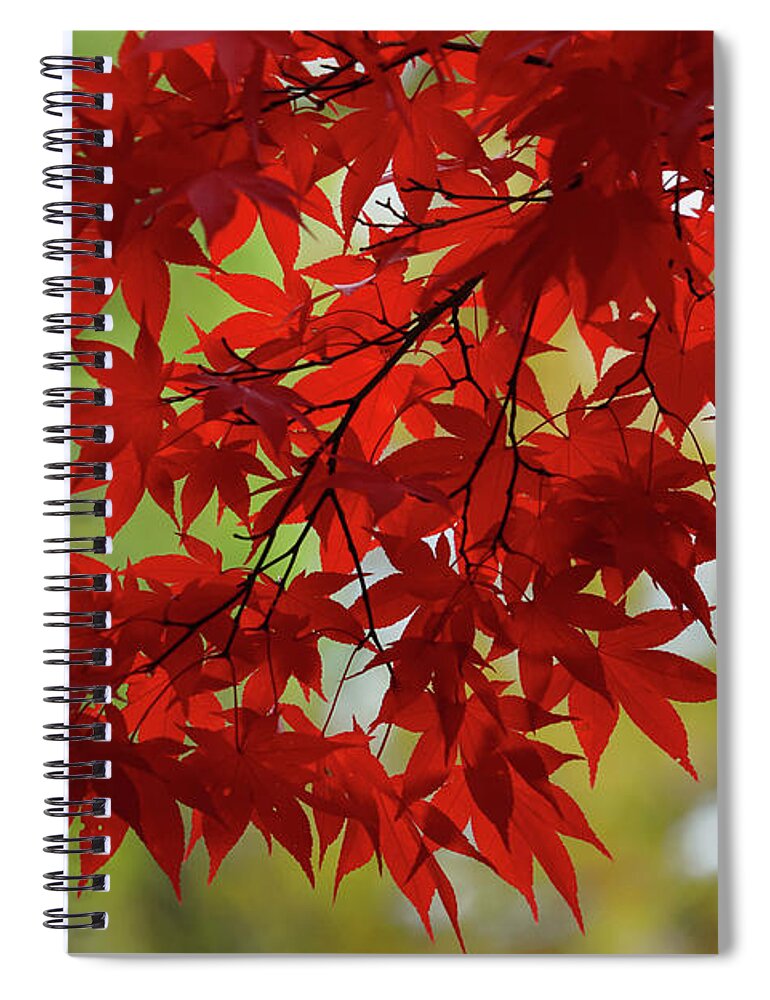 Crimson Queen Delight Spiral Notebook featuring the photograph Crimson Queen Delight 2 by Rachel Cohen