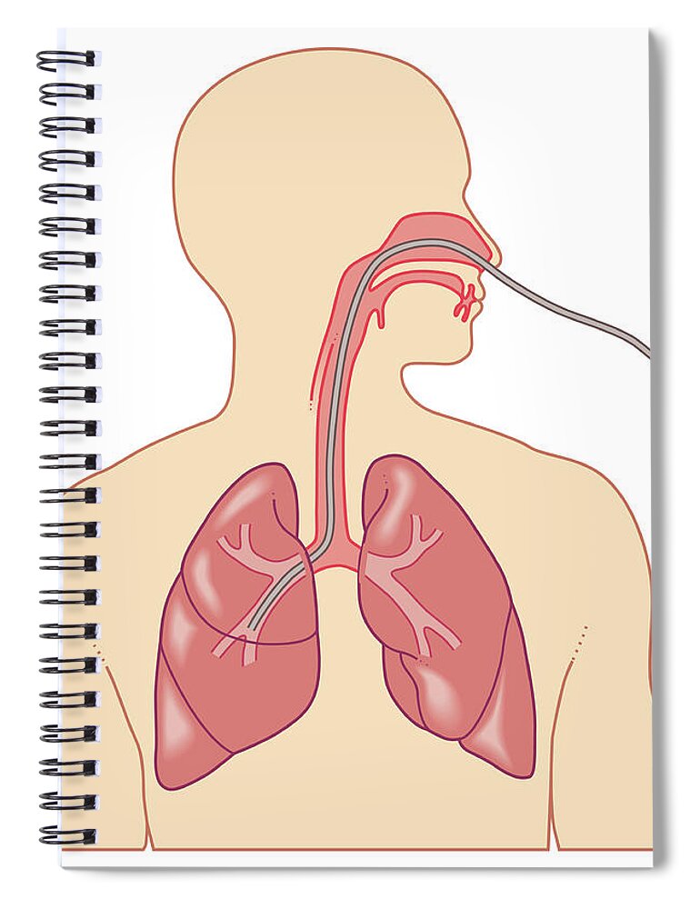 Human Lung Spiral Notebook featuring the digital art Cross Section Biomedical Illustration by Dorling Kindersley