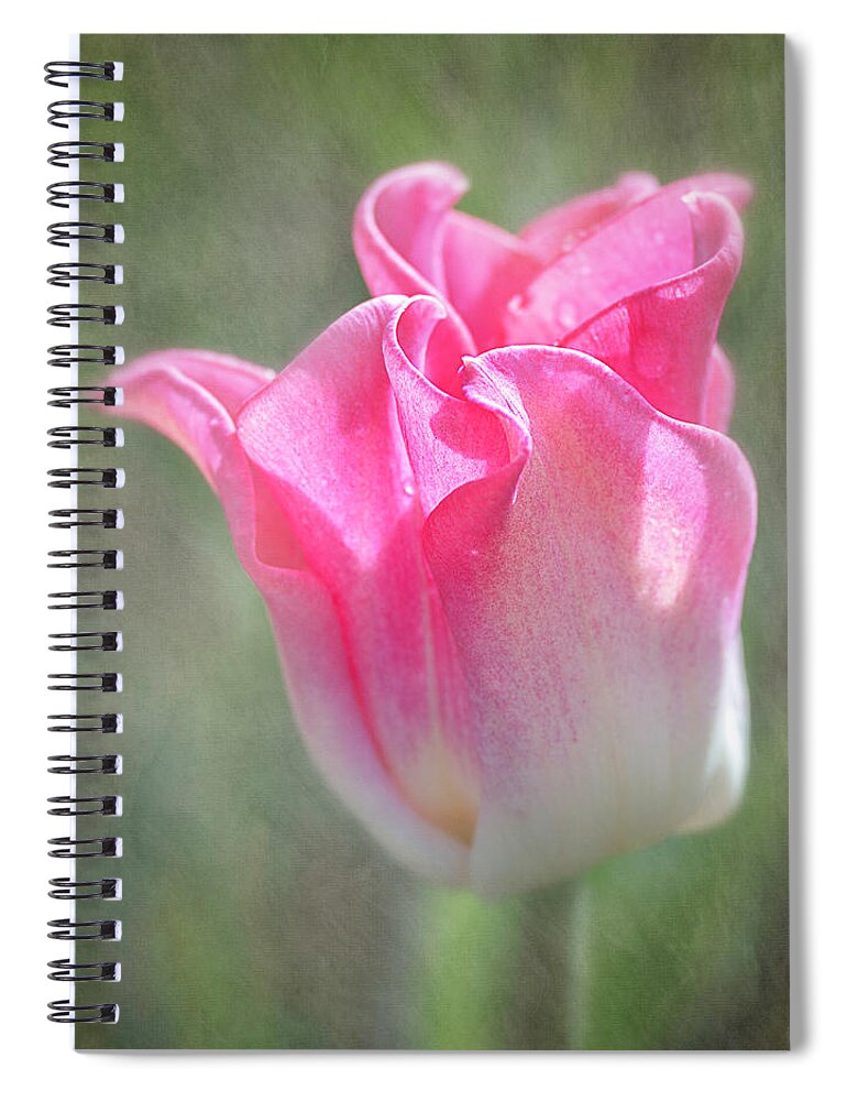 Plants Spiral Notebook featuring the photograph Crown of Dynasty - The Triumph Tulip by Teresa Wilson
