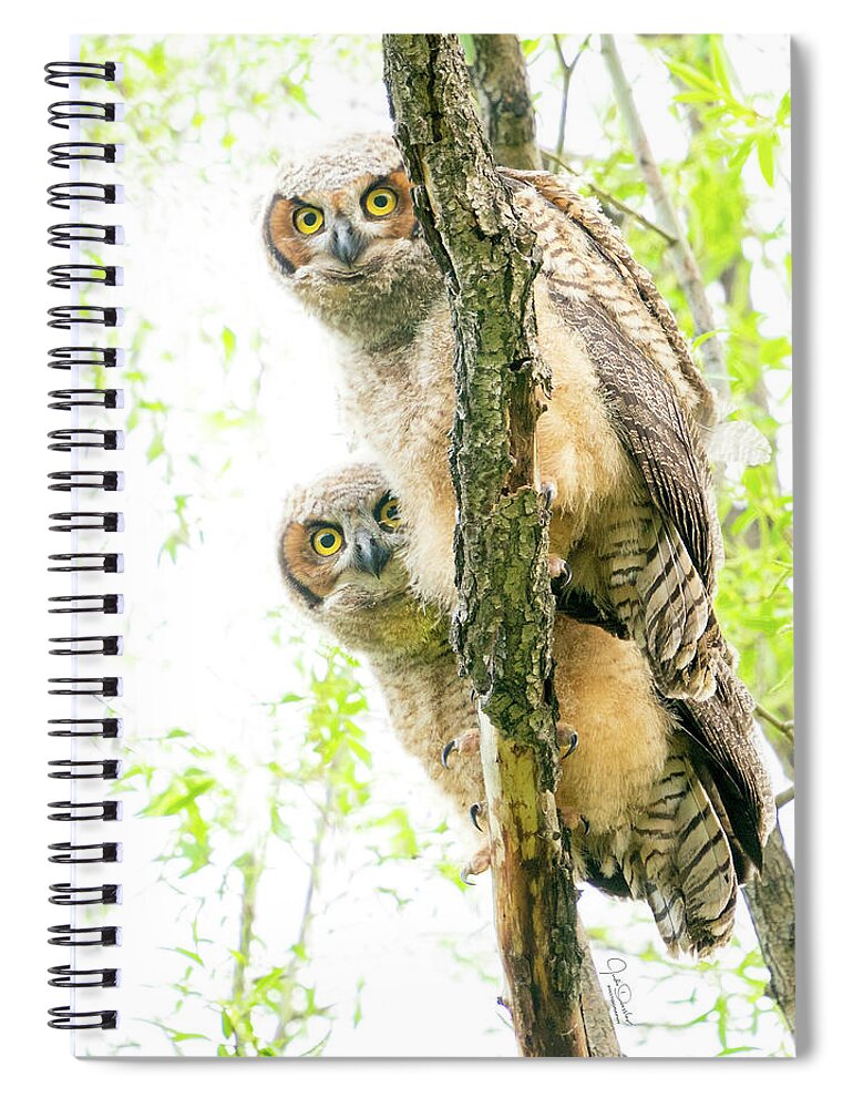 Great Horned Owl Spiral Notebook featuring the photograph Curious Great Horned Owl Babies by Judi Dressler