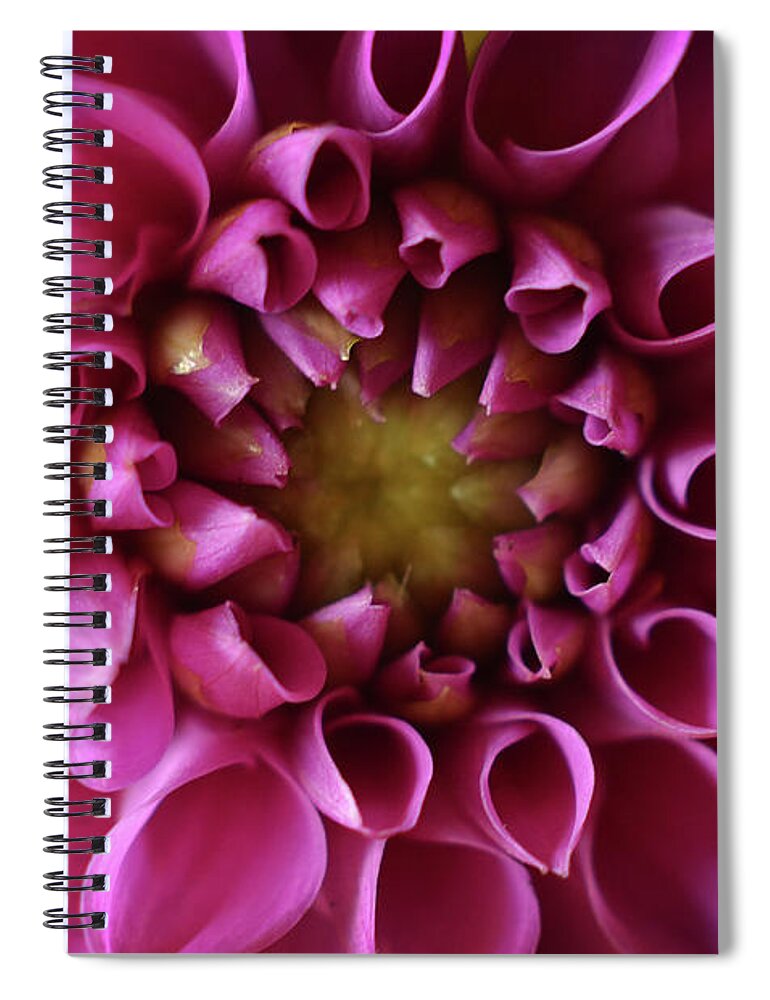 Flower Spiral Notebook featuring the photograph Curled Up by Michelle Wermuth