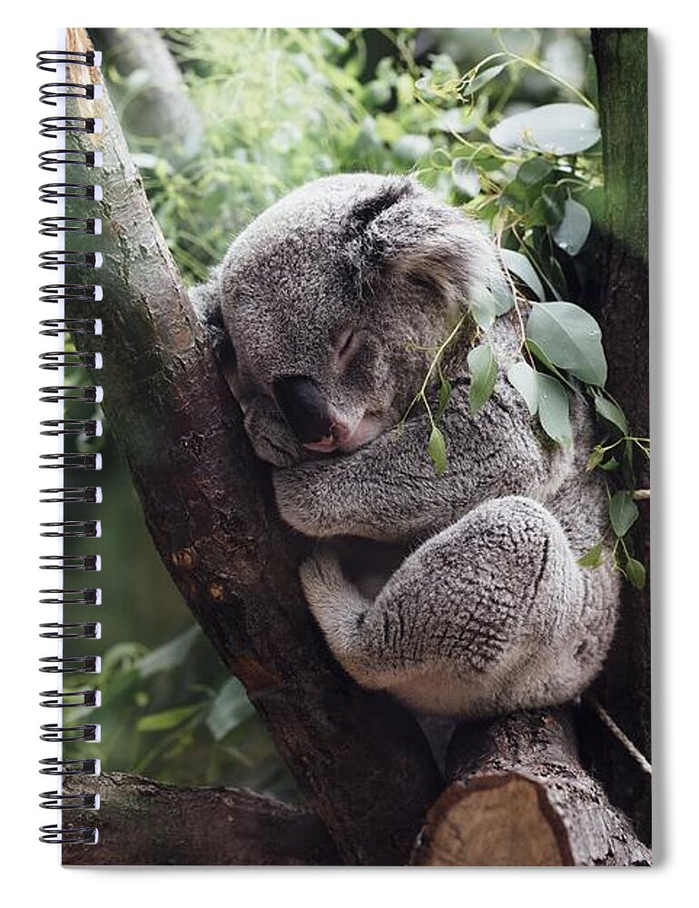 Cute Spiral Notebook featuring the photograph Cute Koala by Top Wallpapers