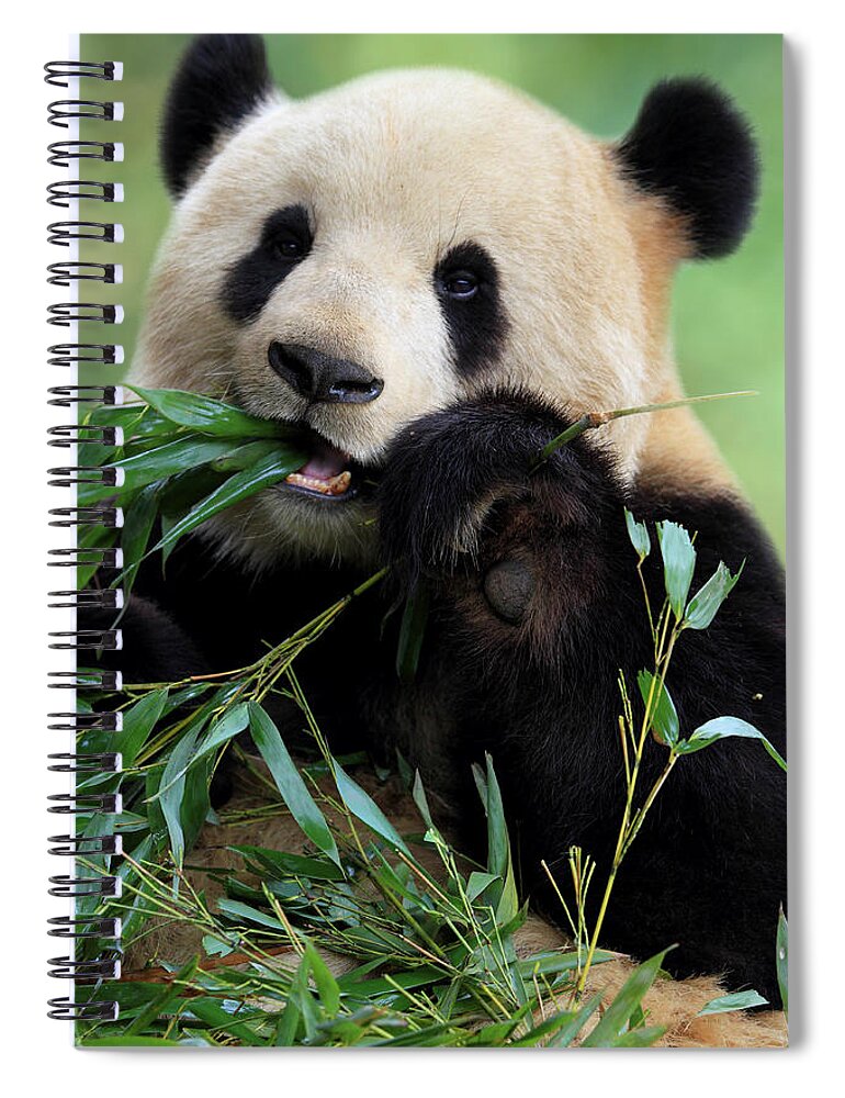 Chinese Culture Spiral Notebook featuring the photograph Cute Panda by Tianyuanonly