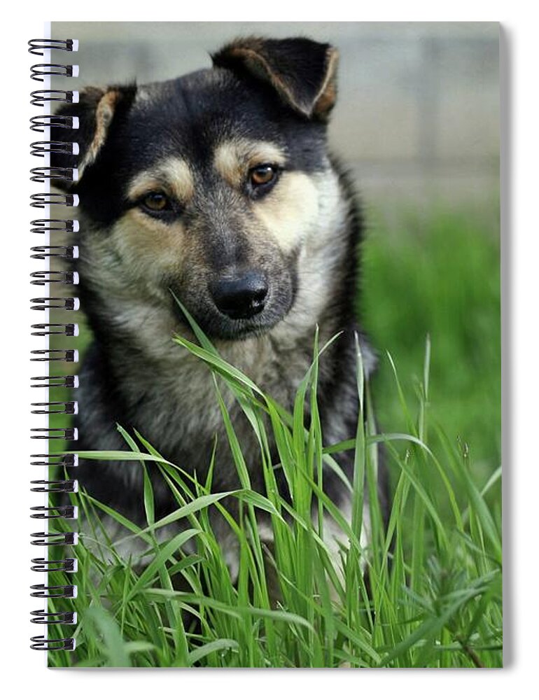 Pets Spiral Notebook featuring the photograph Cute Puppy Sitting In Grass by By Julie Mcinnes