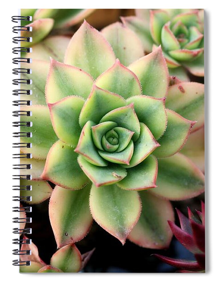 Cute Spiral Notebook featuring the photograph Cute succulent by Top Wallpapers
