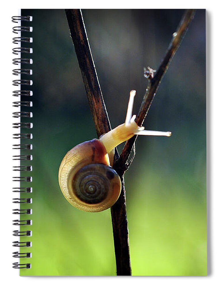 Garden Spiral Notebook featuring the photograph Cutie Pie by Michelle Wermuth