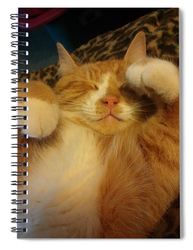 Cat Spiral Notebook featuring the photograph Cutness overload by Jean Evans