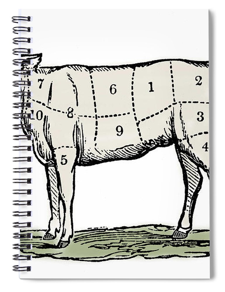 Cow Spiral Notebook featuring the drawing Cuts of Veal by European School
