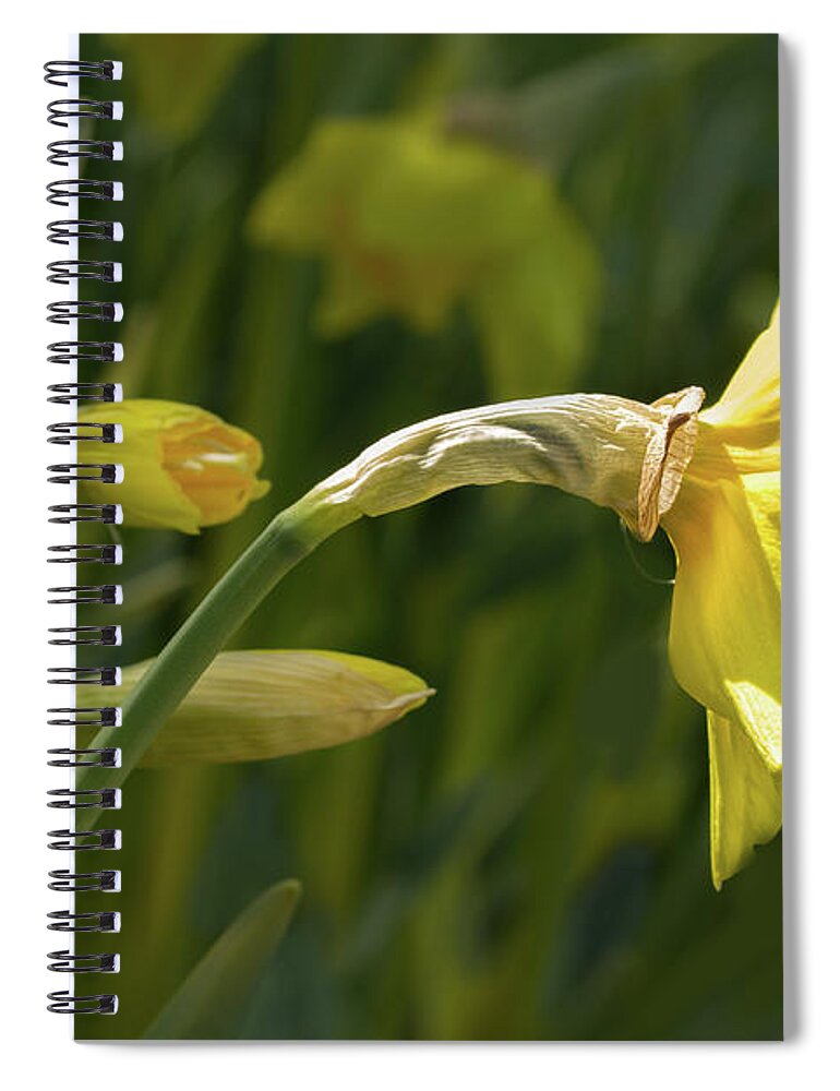 Daffodils Spiral Notebook featuring the photograph Daffodil in Sun by Marilyn Cornwell