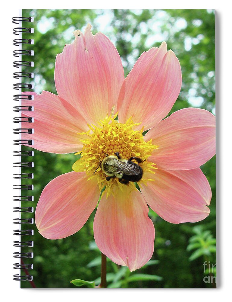 Dahlia Spiral Notebook featuring the photograph Dahlia 13 by Amy E Fraser