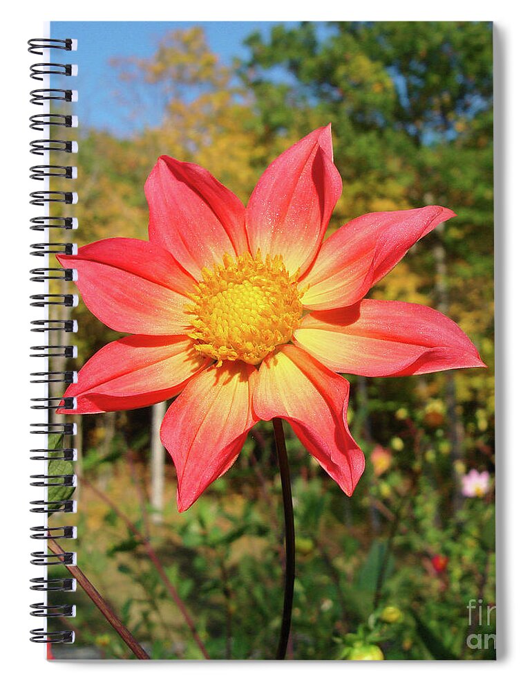Dahlia Spiral Notebook featuring the photograph Dahlia 22 by Amy E Fraser