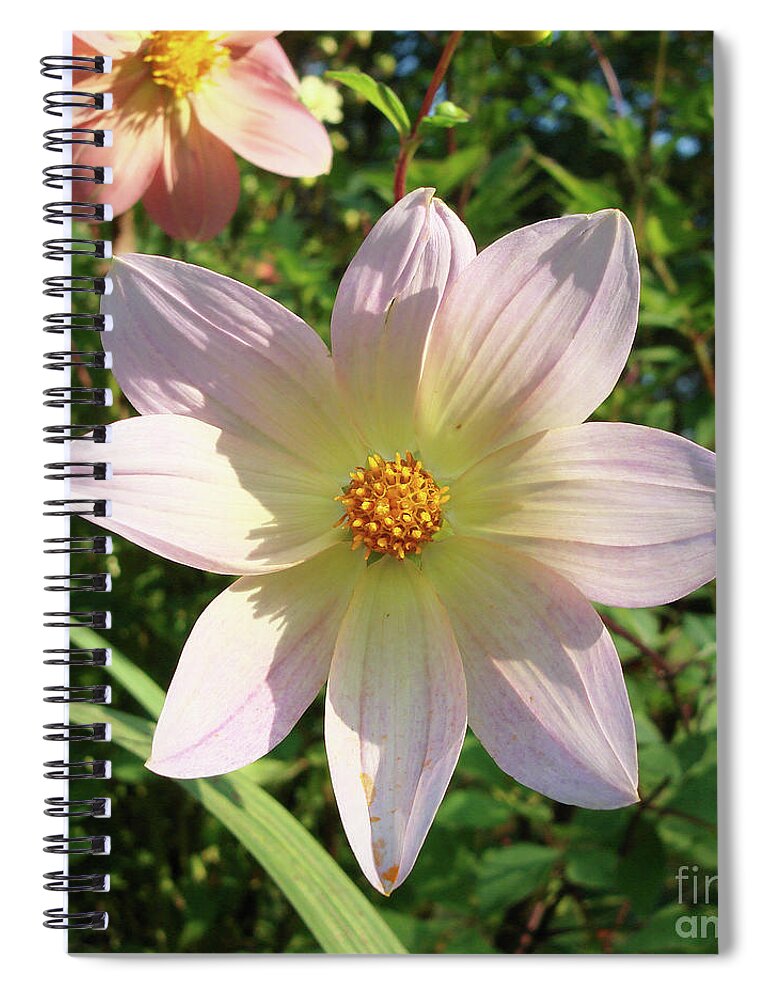 Dahlia Spiral Notebook featuring the photograph Dahlia 4 by Amy E Fraser