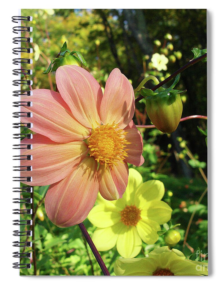 Dahlia Spiral Notebook featuring the photograph Dahlia 5 by Amy E Fraser