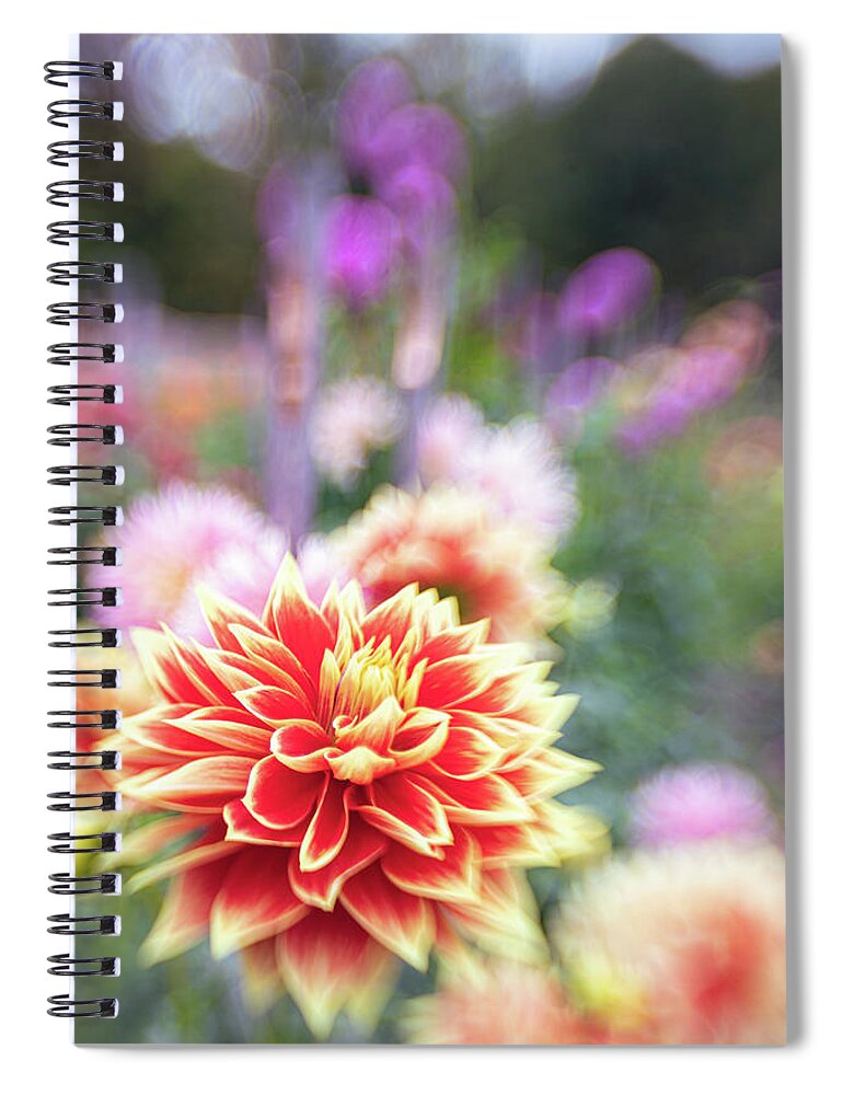 Dahlia Floral Flora Flower Botanic Botanical Botany Bokeh Spiral Notebook featuring the photograph Dahlia Dream 2 by Brian Hale