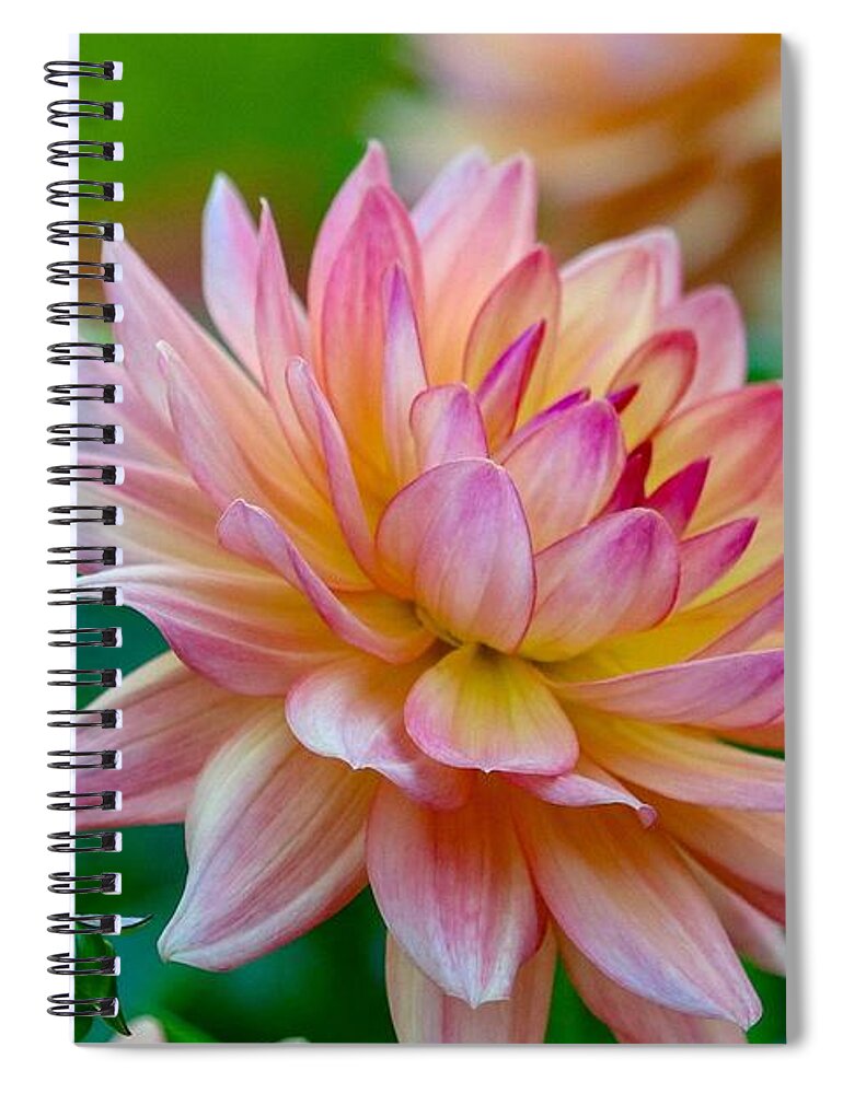 Dahlia Spiral Notebook featuring the photograph Dahlia Splendor by Susan Rydberg