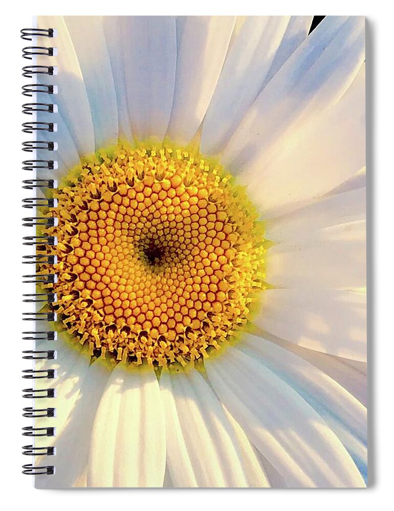 Flower Spiral Notebook featuring the photograph Daisy by Alida M Haslett