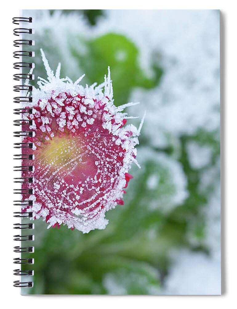 Frozen Spiral Notebook featuring the photograph Daisy frozen in winter garden by Simon Bratt