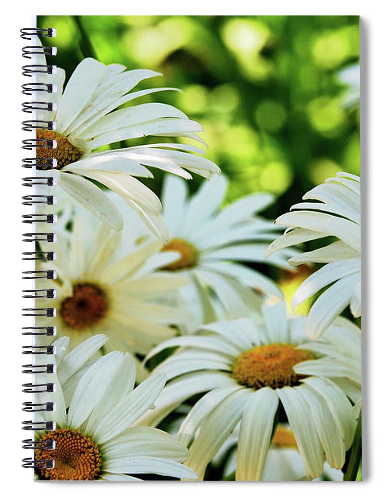 Daisies Spiral Notebook featuring the photograph Daisy Patch in shade by Kae Cheatham