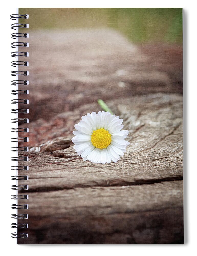 Petal Spiral Notebook featuring the photograph Daisy Resting On Wood by Marta Nardini