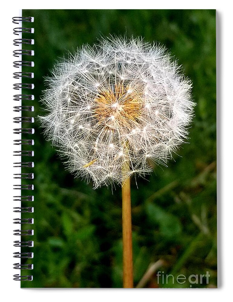 Sea Spiral Notebook featuring the photograph Dandelion 1 by Michael Graham