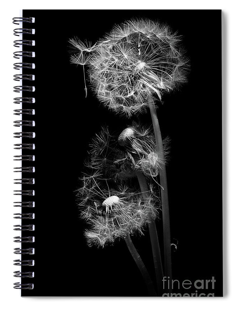Dandelion Seedhead Spiral Notebook featuring the photograph Dandelion Clocks Monochrome by Ann Garrett