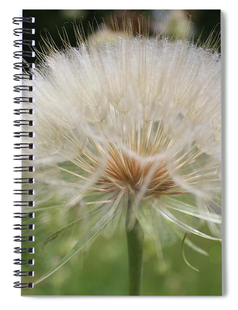 Dandelion Head Spiral Notebook featuring the photograph Dandelion head close up by Martin Smith