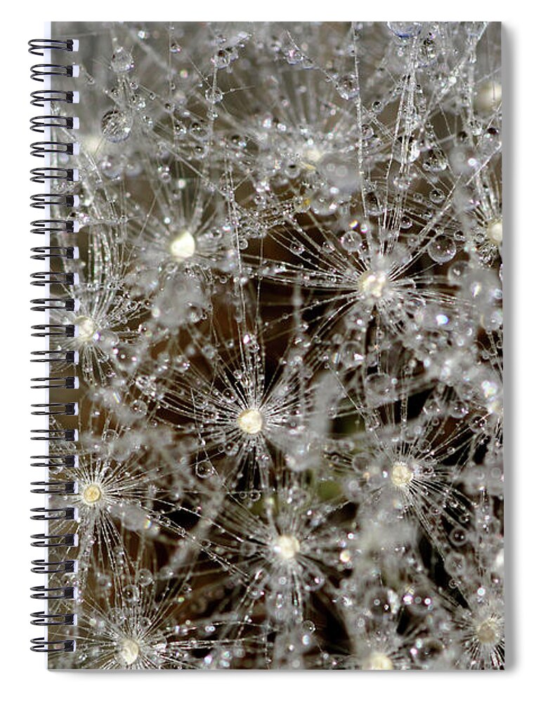 Dandelion Head Spiral Notebook featuring the photograph Dandelion macro by Martin Smith