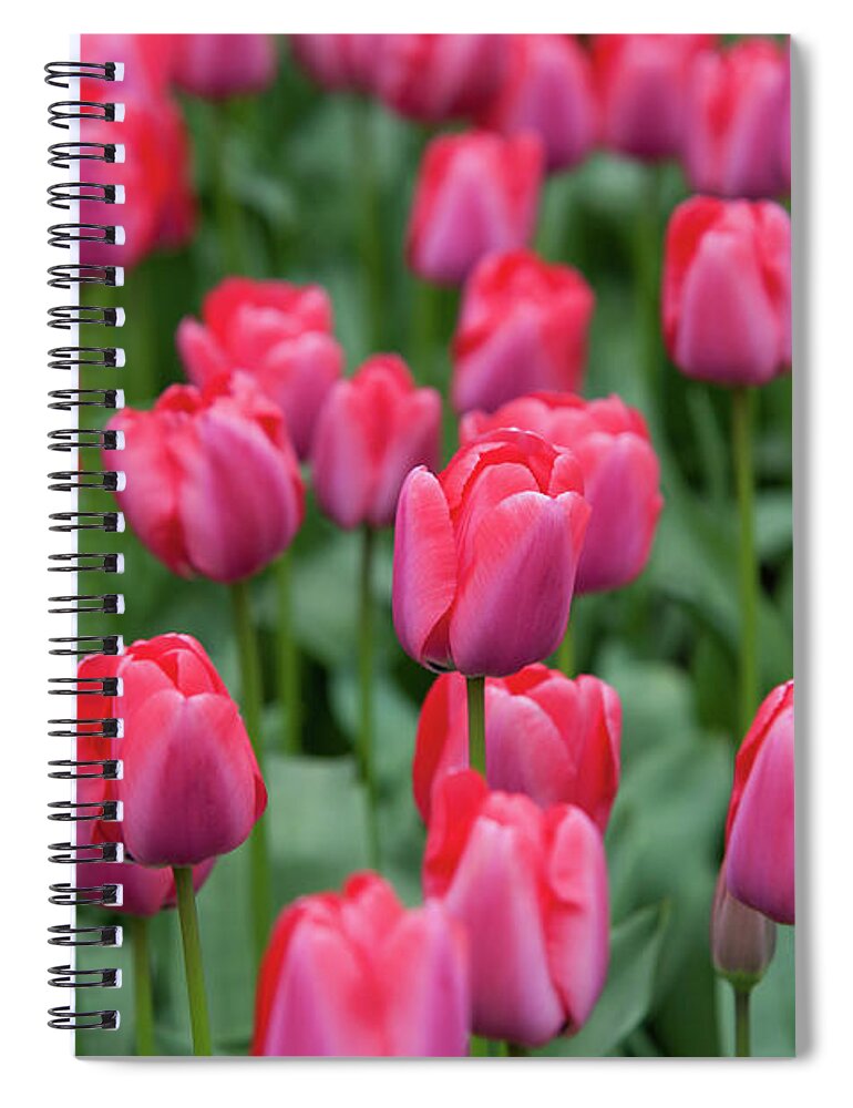 Jenny Rainbow Fine Art Photography Spiral Notebook featuring the photograph Darwin Hybrid Tulips Niigata by Jenny Rainbow