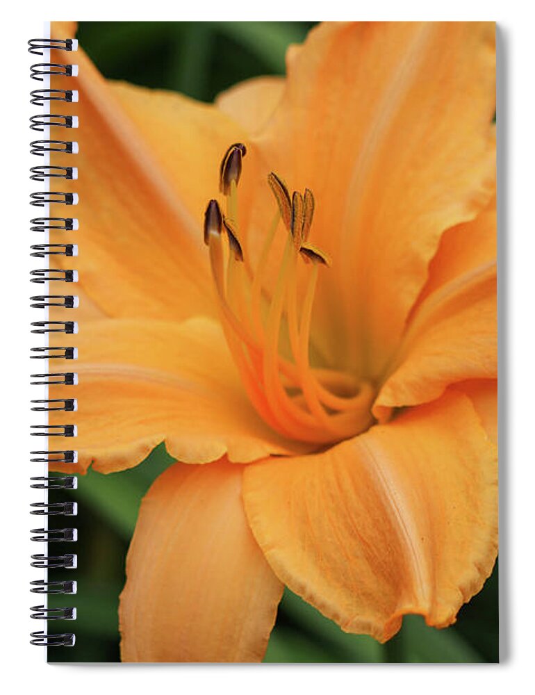Daylily Spiral Notebook featuring the photograph Daylily Delight by Mary Anne Delgado