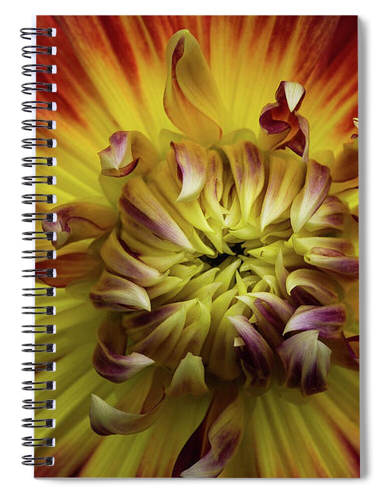 Dahlia Spiral Notebook featuring the photograph Dazzling Dahlia by Linda Howes