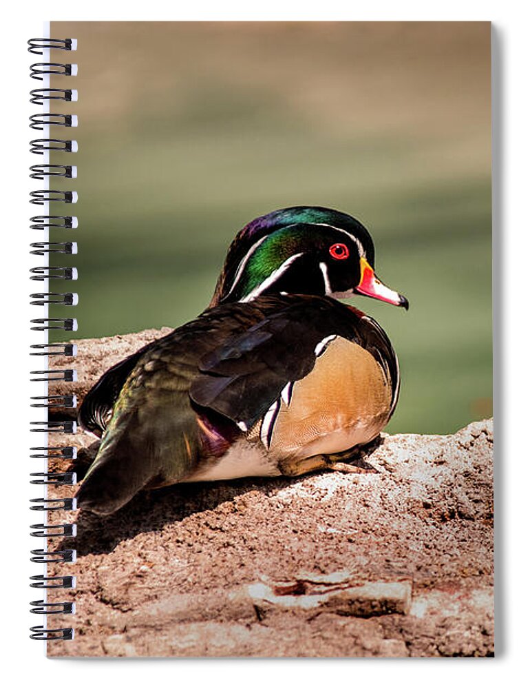Animal Spiral Notebook featuring the photograph DC Wood Duck by Don Johnson
