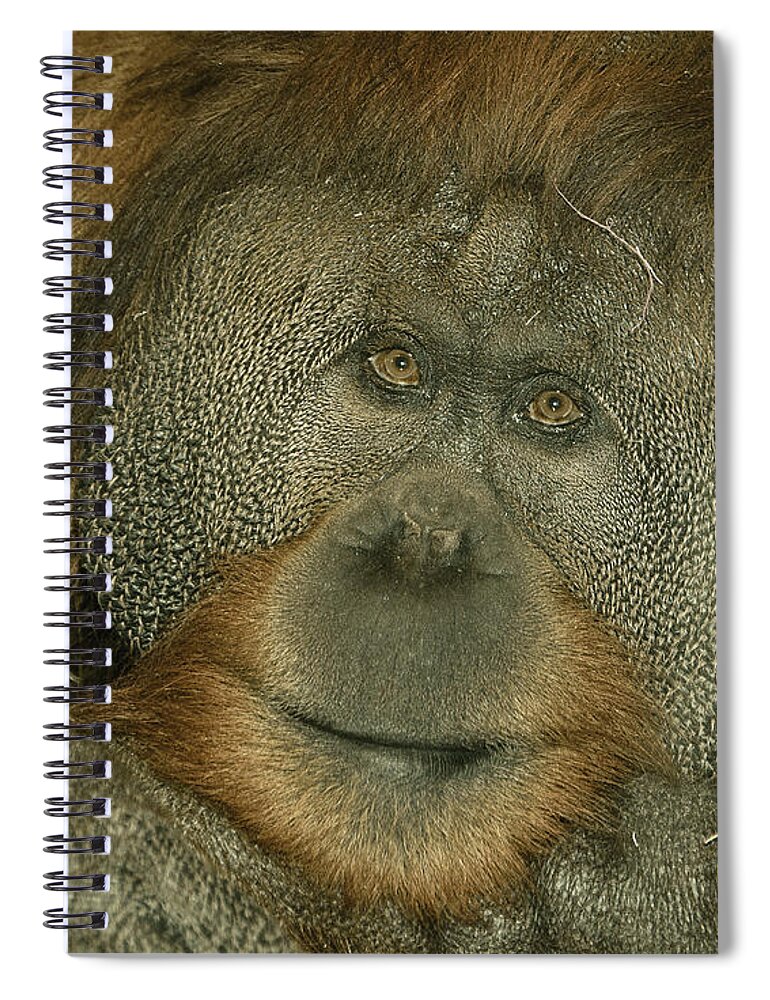 Monkey Spiral Notebook featuring the photograph Deal Em by Trish Tritz