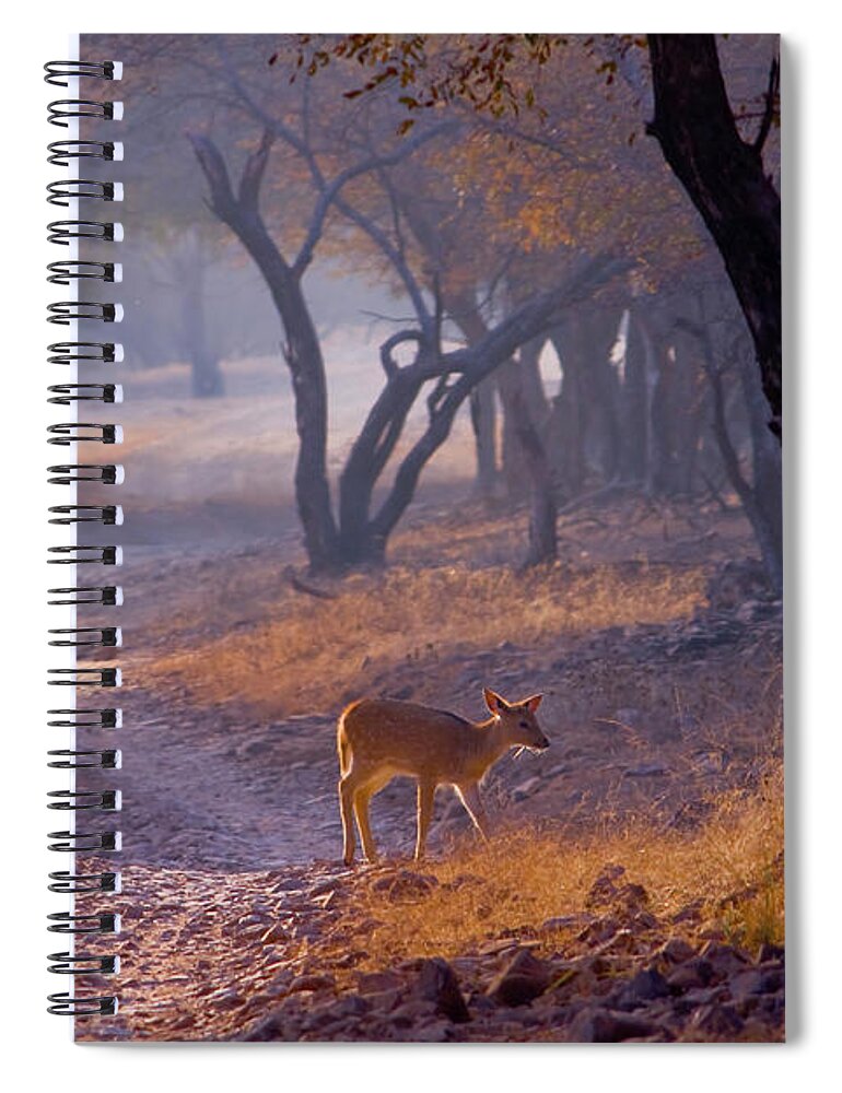 Ranthambore National Park Spiral Notebook featuring the photograph Deer Alone In Forest by Indianbsakthi Fhotography