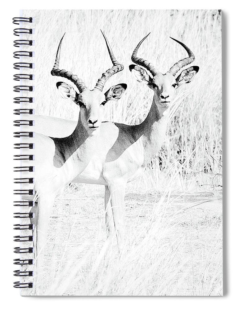 Animals Spiral Notebook featuring the photograph Deer friends by Gaye Bentham