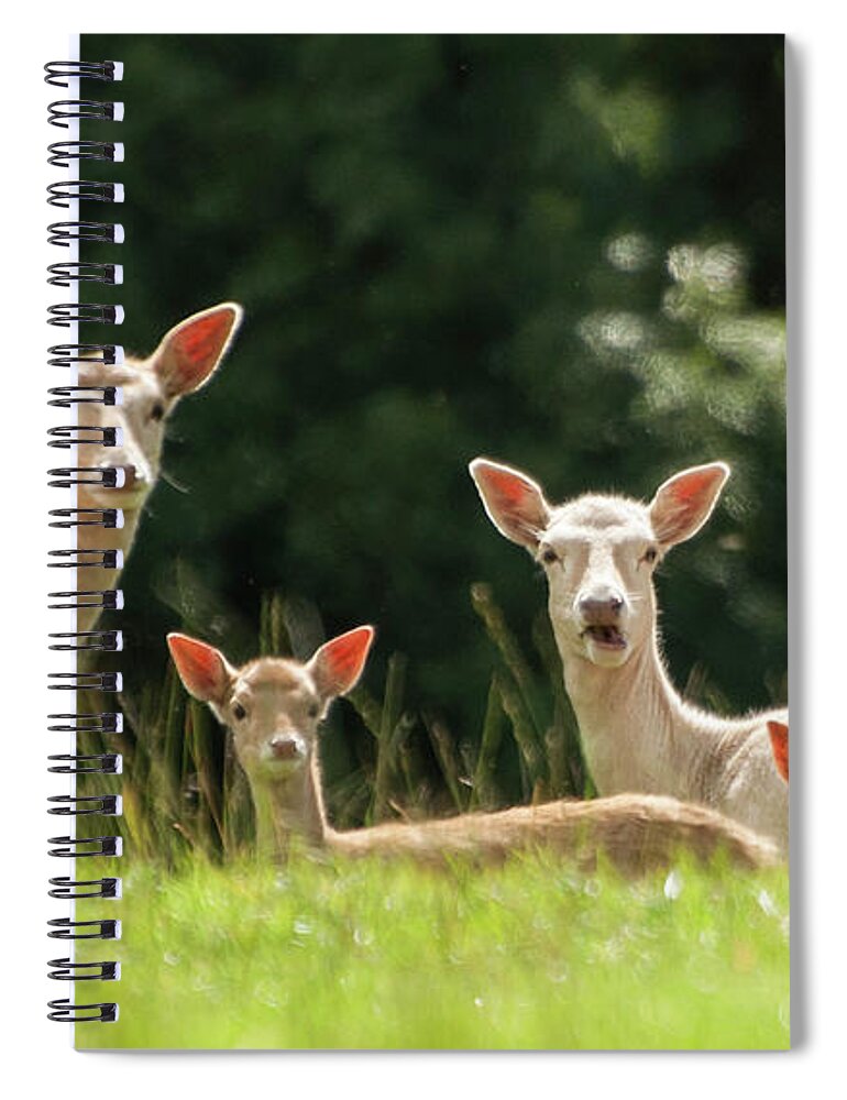 Grass Spiral Notebook featuring the photograph Deer by ©malachy Coney
