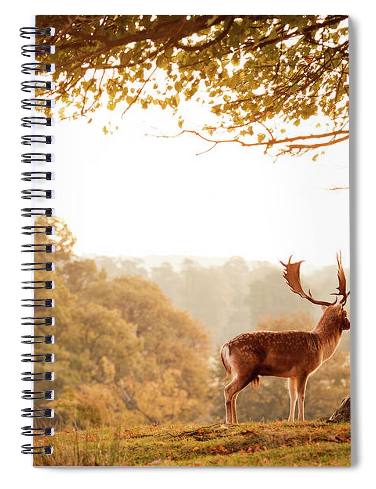 Tranquility Spiral Notebook featuring the photograph Deer by Photography By Sam C Moore