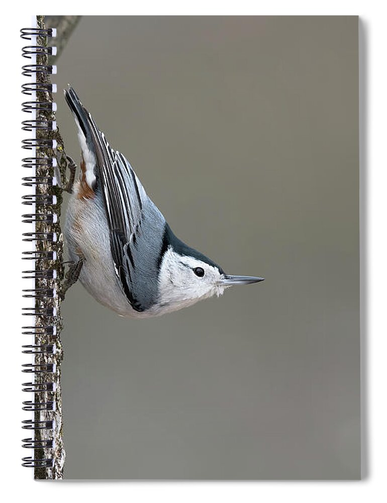 Nuthatch Spiral Notebook featuring the photograph Defying Gravity by Jim Zablotny