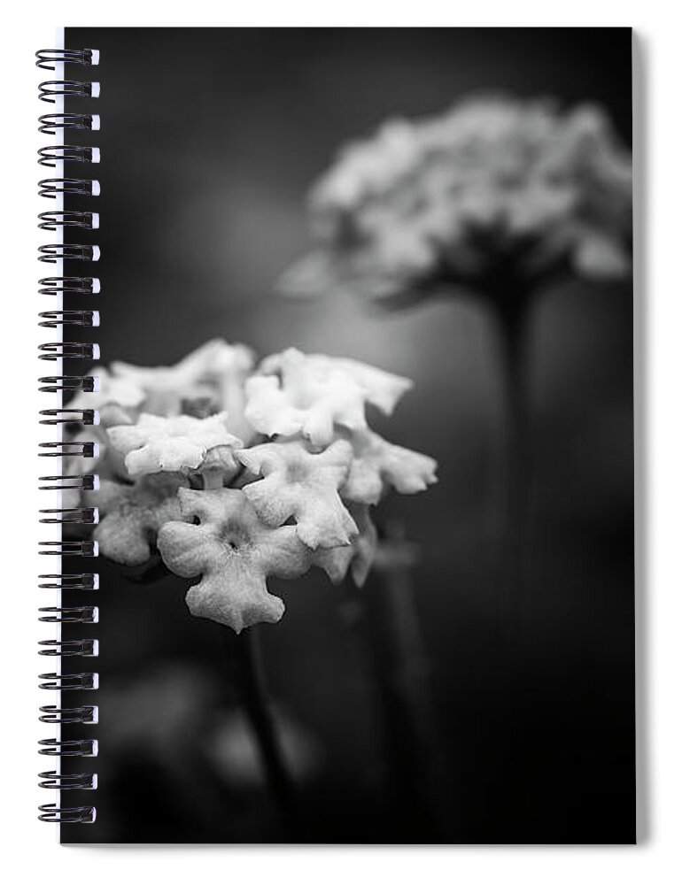 Matthew Blum Spiral Notebook featuring the photograph Descry by Matthew Blum
