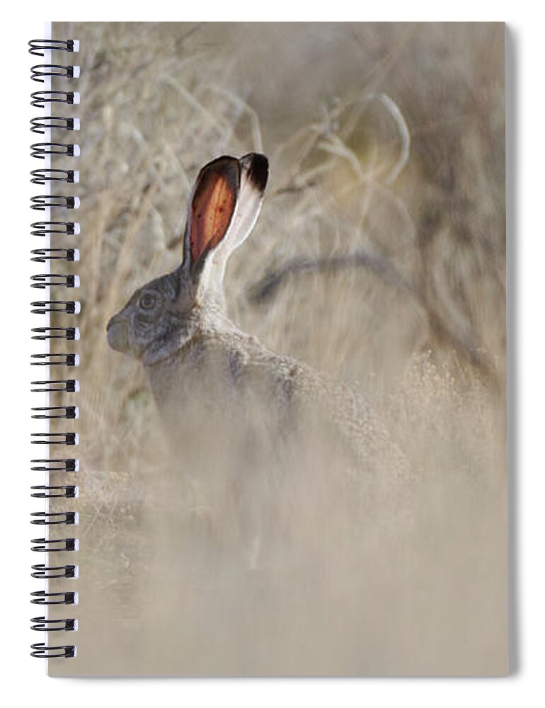 Desert Rabbit Spiral Notebook featuring the photograph Desert Bunny by Robert WK Clark