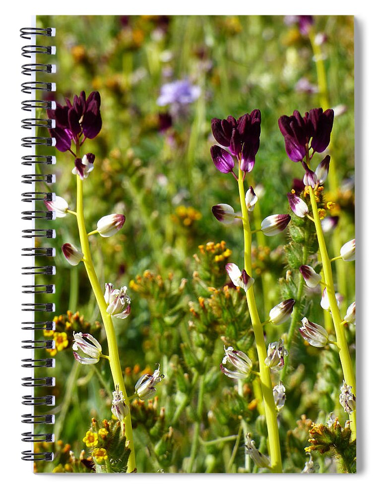Streptanthus Inflatus Mustard Family Spiral Notebook featuring the photograph Desert Candle Wildflowers Point by Amelia Racca