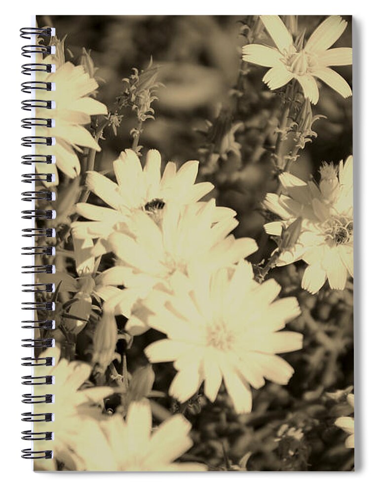 Sepia Spiral Notebook featuring the photograph Desert Chicory Coachella Wildlife Preserve in Sepia by Colleen Cornelius