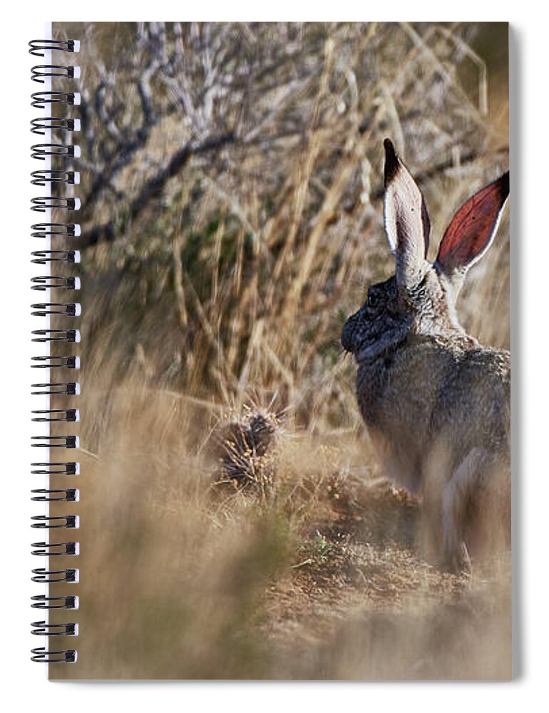 Desert Rabbit Spiral Notebook featuring the photograph Desert Hare by Robert WK Clark