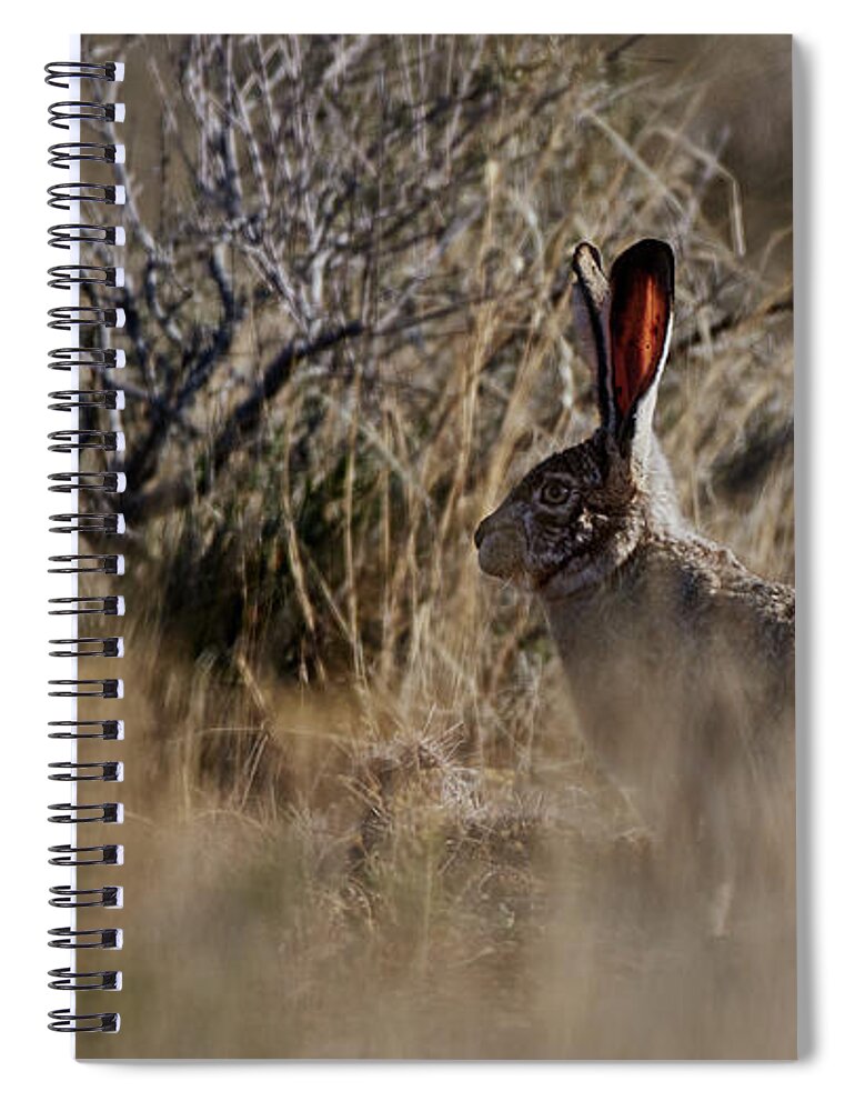 Desert Rabbit Spiral Notebook featuring the photograph Desert Rabbit by Robert WK Clark