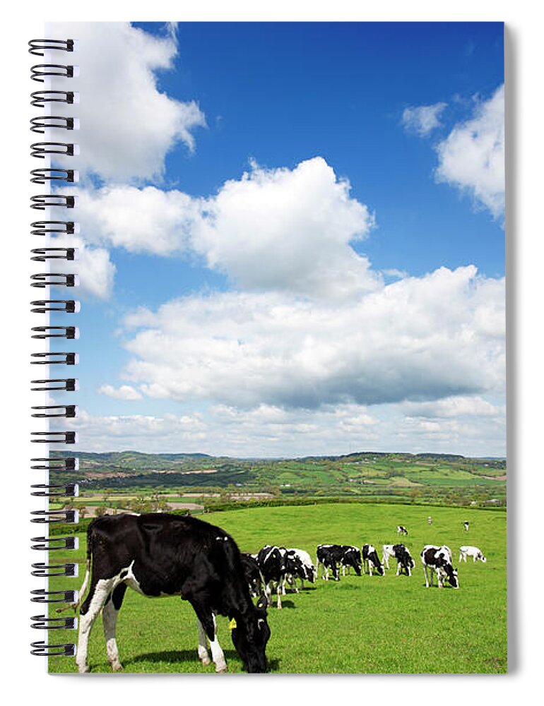 Grass Spiral Notebook featuring the photograph Devon Hillside With Cows by Urbancow