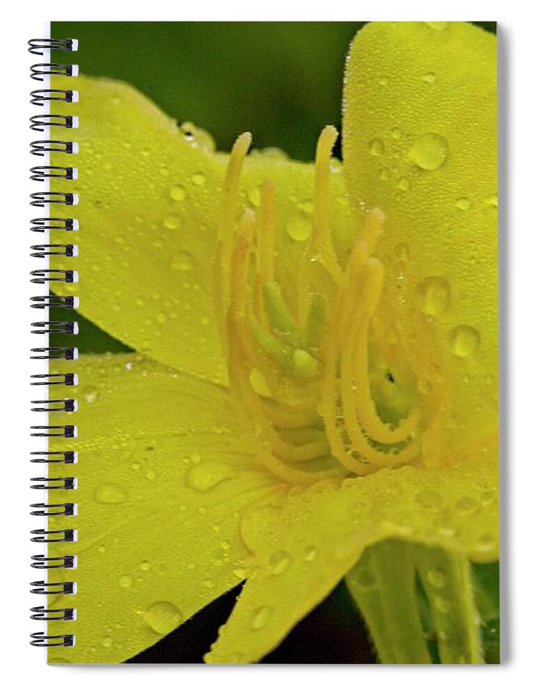 Bangham Spiral Notebook featuring the photograph Dew Drops on Yellow Bloom by Douglas Barnett