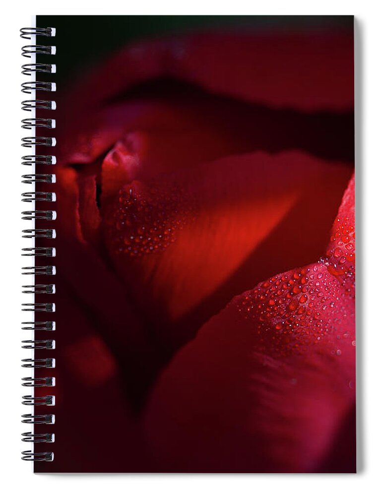 Chicago Botanic Gardens Spiral Notebook featuring the photograph Dew Kissed Tulip by Lauri Novak