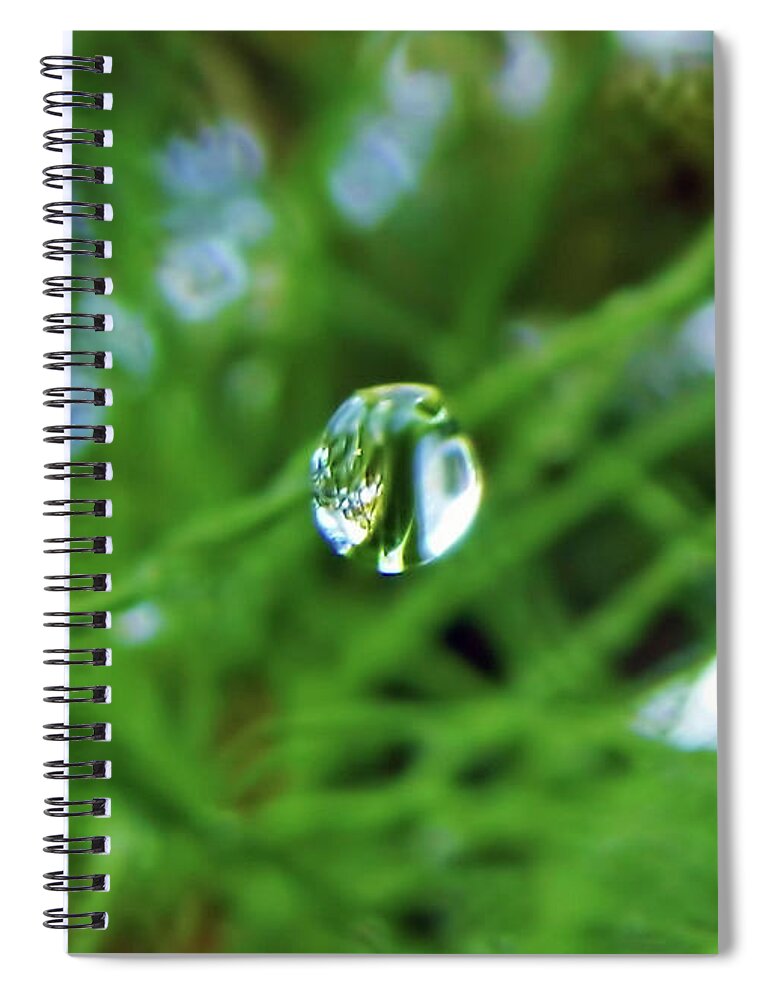 Pine Needle Spiral Notebook featuring the photograph Dewdrop Reflection by D Hackett